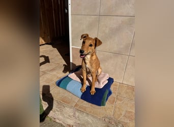 Nuka Welpe - sucht Familie