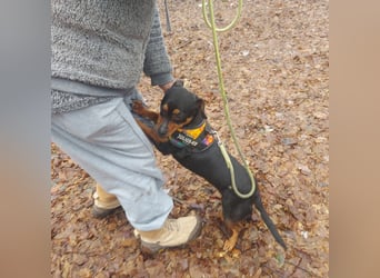Liza - süße Maus sucht Ihre Familie