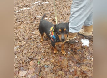 Liza - süße Maus sucht Ihre Familie