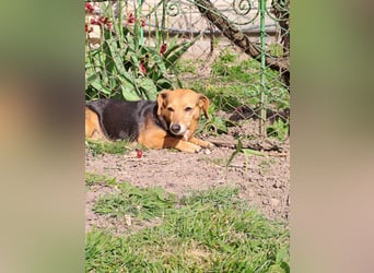 Bibi sucht ruhiges Zuhause!