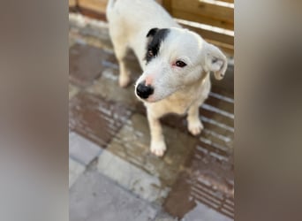 Spoty sucht Ihre Menschen