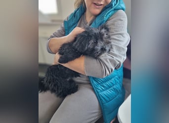 Ronja Welpe - sucht Ihre Familie!