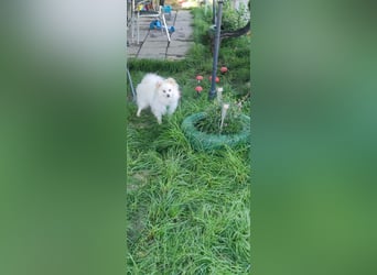 Yuki - Spitzfans aufgepaßt - Zuckenschock!