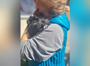 Ronja Welpe - sucht Ihre Familie!