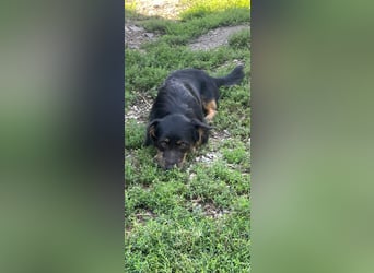 Coco sucht eine liebevolle Familie