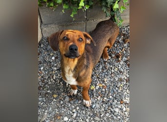 Arni sucht sein Zuhause