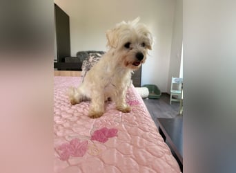 Perla sucht eine liebevolle Familie!