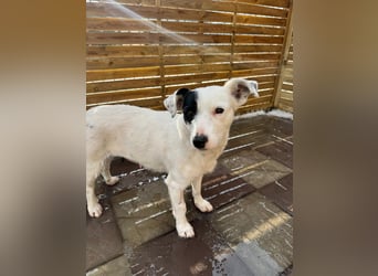 Spoty sucht Ihre Menschen