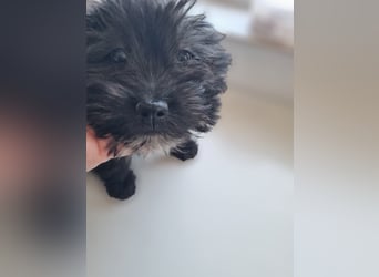 Ronja Welpe - sucht Ihre Familie!