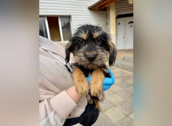 Keks sucht seine Menschen