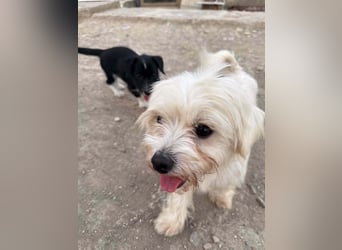Perla sucht eine liebevolle Familie!