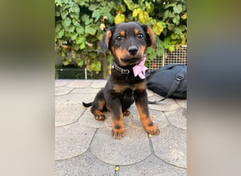Nora Welpe - sucht ien Zuhause
