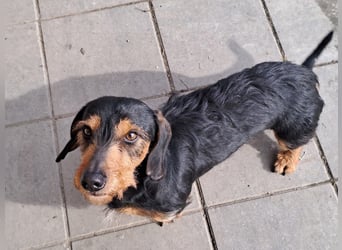 Bibi und Bebe suchen gemeinsam ihr Glück!