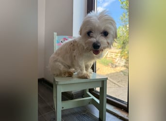 Perla sucht eine liebevolle Familie!