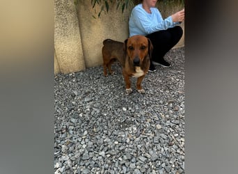 Arni sucht sein Zuhause