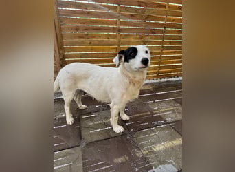 Spoty sucht Ihre Menschen