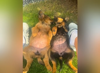 Mara Welpe sucht ihre Familie!