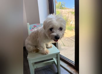 Perla sucht eine liebevolle Familie!