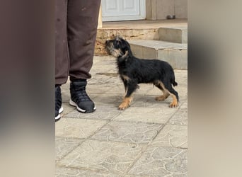 Keks sucht seine Menschen