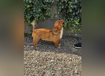Pixel möchte auch ein Zuhause!