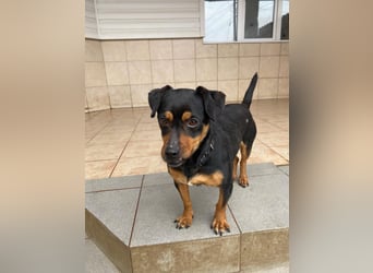 Liza - süße Maus sucht Ihre Familie