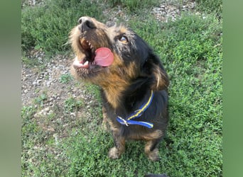 Coco sucht eine liebevolle Familie