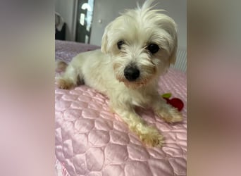 Perla sucht eine liebevolle Familie!