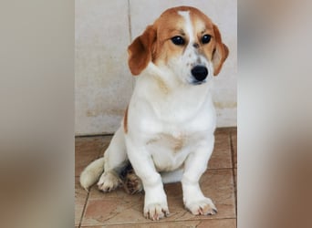 Muffin sucht ein Kuschel-Zuhause!