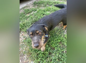 Coco sucht eine liebevolle Familie
