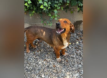 Arni sucht sein Zuhause