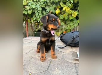 Nora Welpe - sucht ien Zuhause
