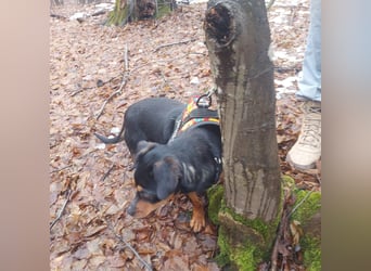 Liza - süße Maus sucht Ihre Familie