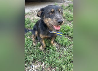Coco sucht eine liebevolle Familie
