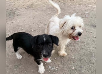 Perla sucht eine liebevolle Familie!