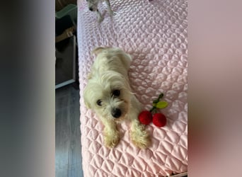 Perla sucht eine liebevolle Familie!