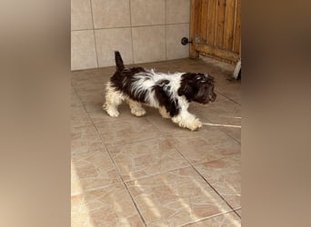 Flocke sucht sein Glück