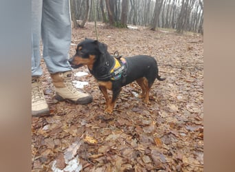 Liza - süße Maus sucht Ihre Familie