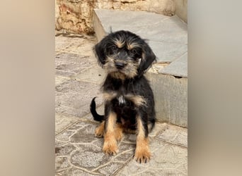 Keks sucht seine Menschen