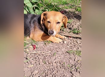 Bibi sucht ruhiges Zuhause!