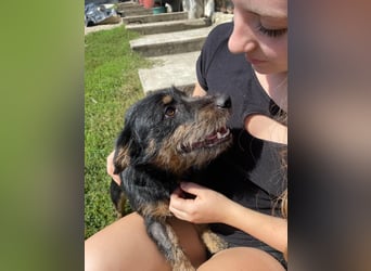 Coco sucht eine liebevolle Familie
