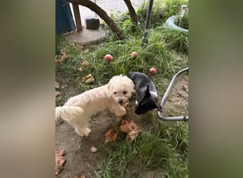Perla sucht eine liebevolle Familie!