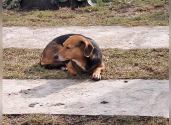 Bibi und Bebe suchen gemeinsam ihr Glück!