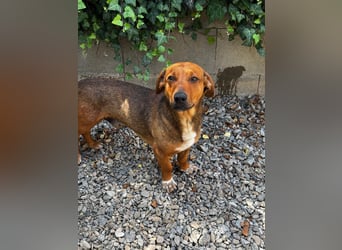 Arni sucht sein Zuhause