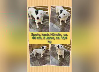 Spoty sucht Ihre Menschen