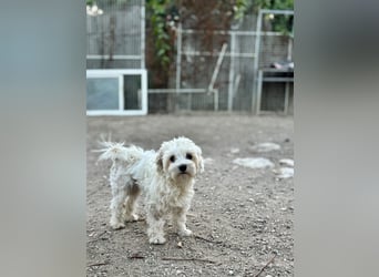 Karina sucht ein Zuhause!