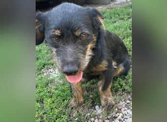 Coco sucht eine liebevolle Familie