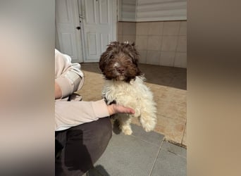 Flocke sucht sein Glück