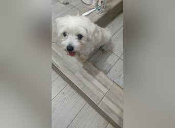 Perla sucht eine liebevolle Familie!