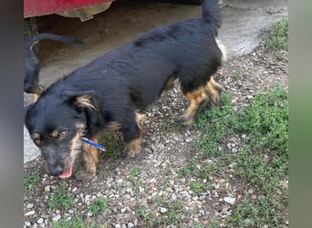 Coco sucht eine liebevolle Familie