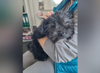 Ronja Welpe - sucht Ihre Familie!